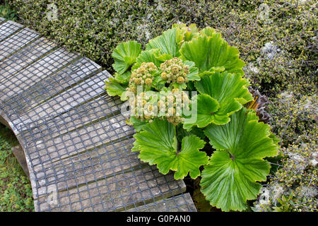 Nuova Zelanda, Isole di Auckland, Enderby Island. Megaherb endemiche, Stilbocarpa Polaris. Foto Stock