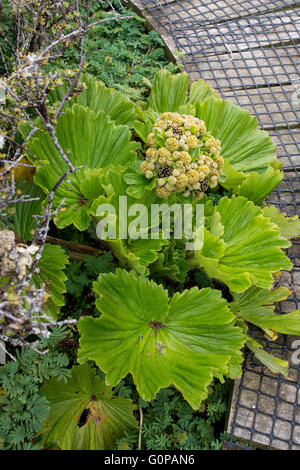 Nuova Zelanda, Isole di Auckland, Enderby Island. Megaherb endemiche, Stilbocarpa Polaris. Foto Stock