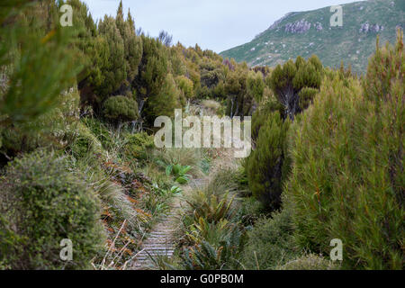 Nuova Zelanda, Campbell Island aka moto ihupuku, sub-antartiche. sollevata passerella in legno che aiuta a proteggere i fragili habitat. Foto Stock