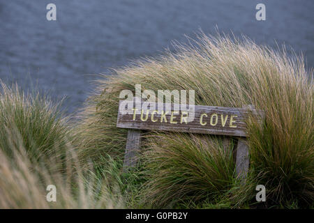 Nuova Zelanda, Campbell Island aka Moto Ihupuku, un isola sub antartiche. Tucker Cove sign in alti tussac erba. Foto Stock