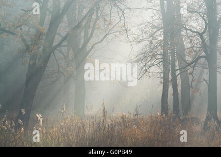 Autunno mattina raggi solari che filtrano attraverso la nebbia tra gli alberi Foto Stock