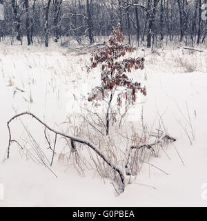 Tales inverno alberi sulla neve in Ucraina Foto Stock