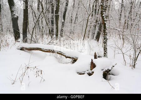 Tales inverno alberi sulla neve in Ucraina Foto Stock