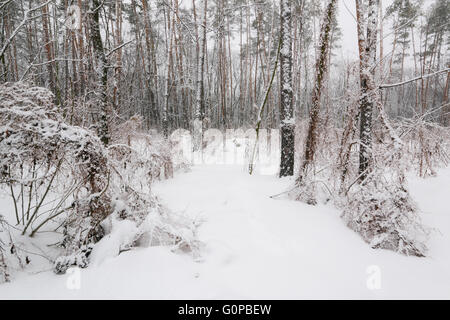 Tales inverno alberi sulla neve in Ucraina Foto Stock