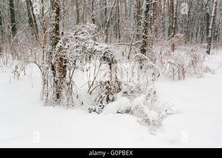 Tales inverno alberi sulla neve in Ucraina Foto Stock