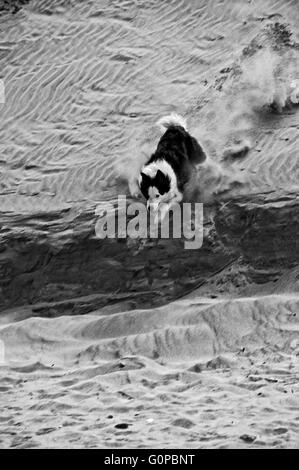 Border Collie sulla spiaggia a saltburn nel North Yorkshire correndo giù per le dune di sabbia di mare Foto Stock