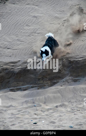 Border Collie sulla spiaggia a saltburn nel North Yorkshire correndo giù per le dune di sabbia di mare Foto Stock