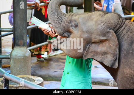 Rimasto orfano Baby Elephant è alimentata con latte a Pinnawala l'Orfanotrofio degli Elefanti, Sri Lanka. Foto Stock