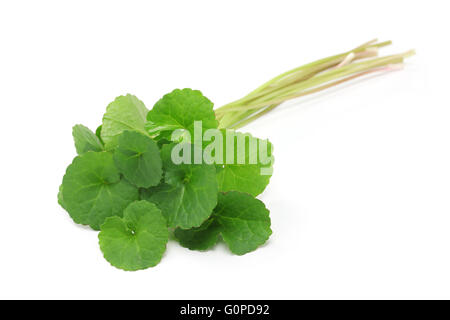 Gotu kola, centella asiatica, centella asiatica, ayurveda medicine a base di erbe Foto Stock