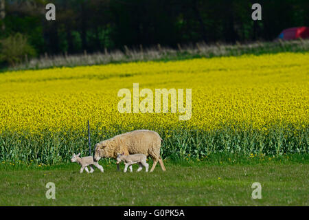 Salisbury, Regno Unito. Il 3 maggio, 2016. Regno Unito Meteo. Gli agnelli e i loro giovani visto su una bella giornata sulla Piana di Salisbury. Credito: Robert Timoney/Alamy Live News Foto Stock