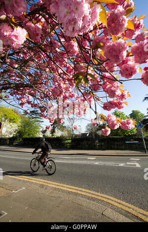 Londra REGNO UNITO. Il 4 maggio 2016. Un ciclista passa su un bellissimo fiore di ciliegio albero a Wimbledon in una calda mattina di sole Credito: amer ghazzal/Alamy Live News Foto Stock