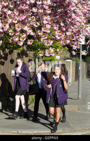 Londra REGNO UNITO. Il 4 maggio 2016. Le ragazze della scuola a piedi sotto un bel fiore di ciliegio albero a Wimbledon in una calda mattina di sole Credito: amer ghazzal/Alamy Live News Foto Stock