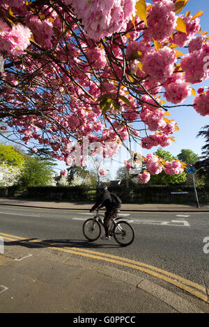 Londra REGNO UNITO. Il 4 maggio 2016. Un ciclista passa su un bellissimo fiore di ciliegio albero a Wimbledon in una calda mattina di sole Credito: amer ghazzal/Alamy Live News Foto Stock