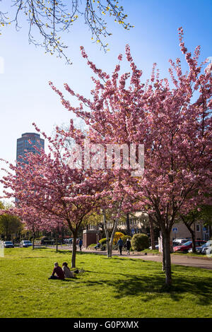 Europa, Germania, Colonia, parco a Theodor-Heuss-Ring nei pressi della piazza Ebertplatz, la fioritura dei ciliegi. Foto Stock