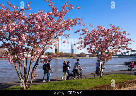 L'Europa, in Germania, in Renania settentrionale-Vestfalia, Colonia, la fioritura dei ciliegi presso le rive del fiume Reno, vista attraverso la rive Foto Stock