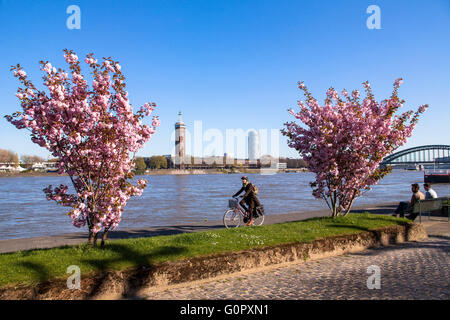 L'Europa, in Germania, in Renania settentrionale-Vestfalia, Colonia, la fioritura dei ciliegi presso le rive del fiume Reno, vista attraverso la rive Foto Stock