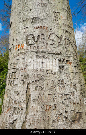 Un bosco di faggi a Colemere, North Shropshire, coperte di nomi e iniziali incise nel tronco, England, Regno Unito Foto Stock