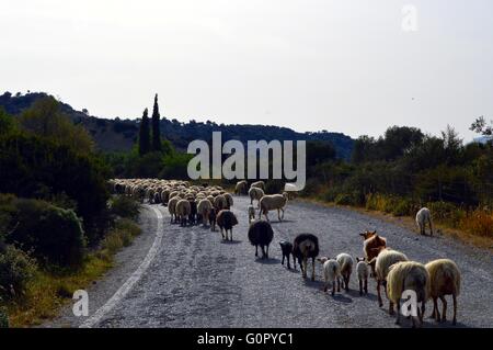 Allevamento di pecore in montagna sull'isola di Creta in Grecia. Foto Stock