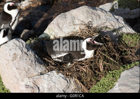 Pinguino africano con becco aperto seduto su un nido a Betty's Bay nel Western Cape Sud Africa Foto Stock
