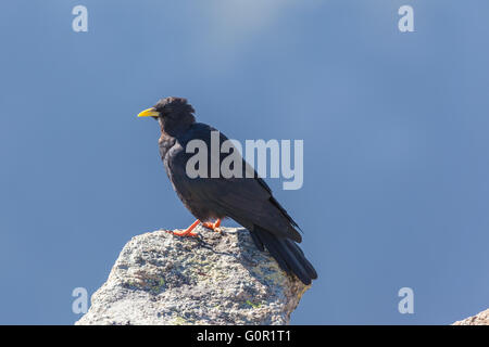 Vista ravvicinata di un gracchio alpino in piedi sulla roccia. Foto Stock