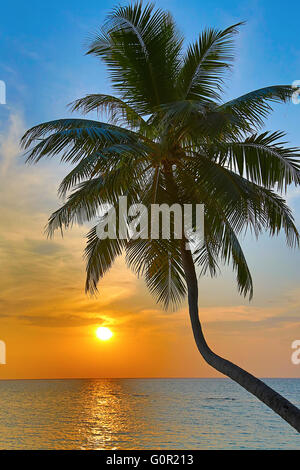 Palm sul Maldevian spiaggia al tramonto Foto Stock