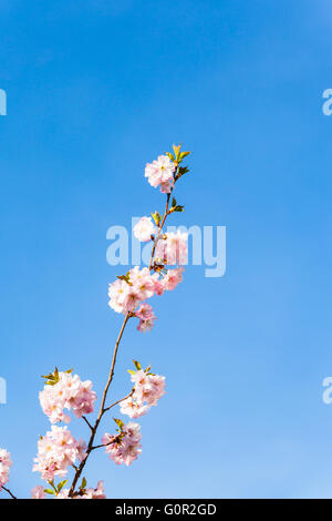 Ramo di fiori di ciliegio nella luce del sole con cielo blu in background. Copia posto disponibile per il testo. Foto Stock