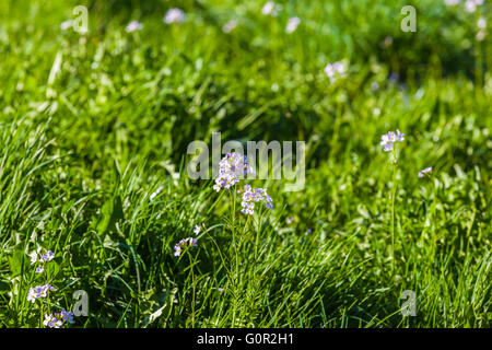 Blue-eyed erbe con erba verde in background, copia dello spazio disponibile. Foto Stock