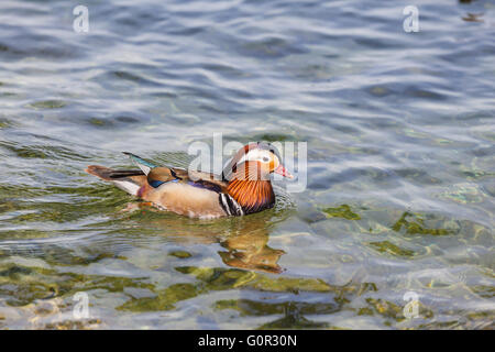 Vista ravvicinata di un maschio di Anatra di mandarino galleggianti in acqua. Foto Stock