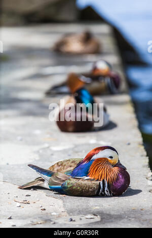 Vista ravvicinata di un maschio di Anatra di mandarino vicino all'acqua. Foto Stock