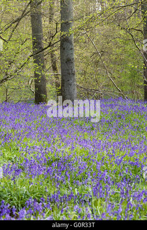 Hyacinthoides non scripta. English bluebell legno in primavera. Foto Stock