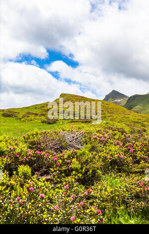 Splendida vista sulla catena montuosa delle Alpi svizzere nel Cantone Ticino (Ticino), con splendidi fiori di colore rosa in primo piano. Foto Stock