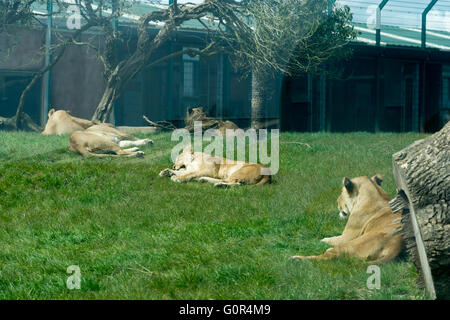 I Lions in cattività - Pembrokeshire wales Foto Stock