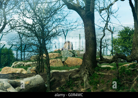 I Lions in cattività - Pembrokeshire wales Foto Stock