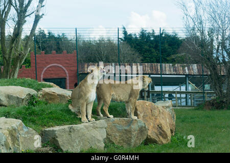 I Lions in cattività - Pembrokeshire wales Foto Stock