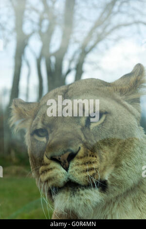 I Lions in cattività - Pembrokeshire wales Foto Stock