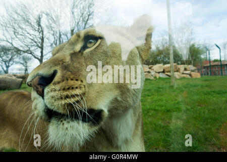 I Lions in cattività - Pembrokeshire wales Foto Stock