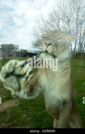 I Lions in cattività - Pembrokeshire wales Foto Stock