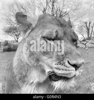 I Lions in cattività - Pembrokeshire wales Foto Stock