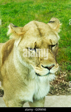 I Lions in cattività - Pembrokeshire wales Foto Stock