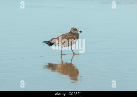 I capretti Pacific Gabbiano, Larus pacificus su Forrest Beach, Phillip Island, Victoria, Australia Foto Stock