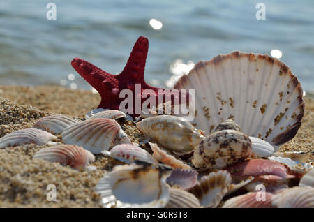 Red starfish and pile of seashells on sandy beach with sea in background Foto Stock