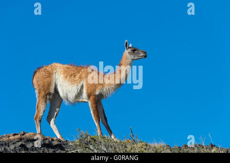 Guanaco (Lama guanicoe) su di un crinale, Parco Nazionale di Torres del Paine Patagonia cilena, Cile Foto Stock