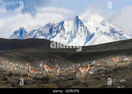 Guanaco (Lama guanicoe) su un crinale di fronte montagne innevate, Parco Nazionale di Torres del Paine Patagonia cilena, Cile Foto Stock