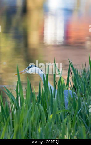 Unione airone cinerino (Ardea cinerea) caccia a bordo delle acque, England Regno Unito Foto Stock