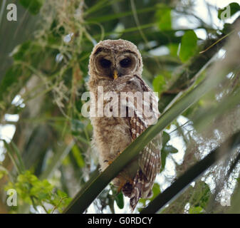 Bloccate Owlet posatoi su un ramo Foto Stock