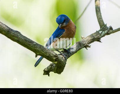 Un colorato Orientale (Bluebird Sialia sialis) appollaiato su un ramo. Texas, Stati Uniti d'America. Foto Stock