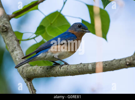 Un colorato Orientale (Bluebird Sialia sialis) appollaiato su un ramo. Texas, Stati Uniti d'America. Foto Stock