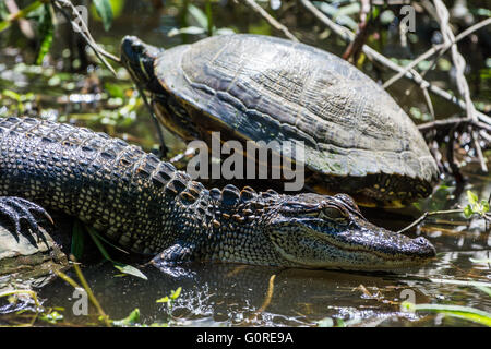 Una coppia di amici del rettile, una tartaruga e un alligatore, a prendere il sole accanto all'altra. Alta Isola, Texas, Stati Uniti d'America. Foto Stock