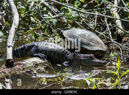 Una coppia di amici del rettile, una tartaruga e un alligatore, a prendere il sole accanto all'altra. Alta Isola, Texas, Stati Uniti d'America. Foto Stock