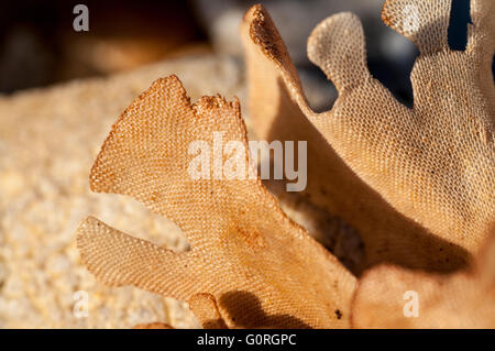 Un pezzo di essiccato Hornwrack, una visione comune sulle spiagge del Sussex Foto Stock